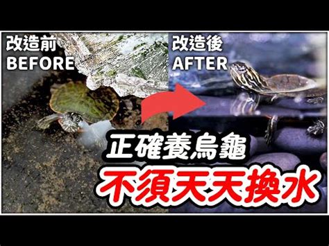 養烏龜的數量|【烏龜要養幾隻比較好】烏龜要養幾隻比較好？傳統風水禁忌和養。